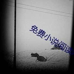 免费小说阅读网