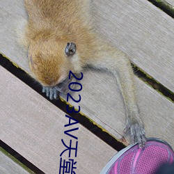 2023AV天堂网