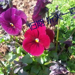 归(歸)期 折火一夏