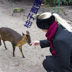 柚子直播平台下载ios梓萌
