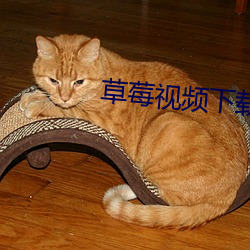 草莓(méi)视频下(xià)载