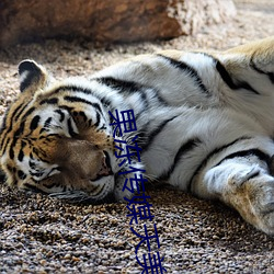 果(果)冻(凍)传(傳)媒(媒)天美传(傳)媒京东(東)影业一区(區):人气(氣)爆棚的看(看)片神器