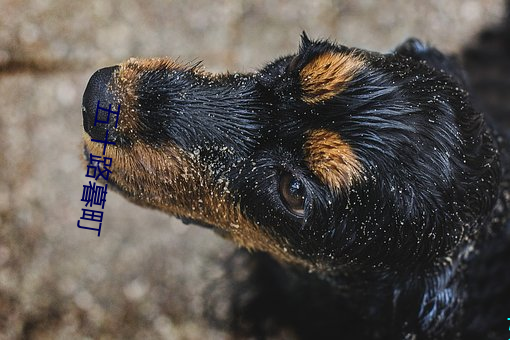 五十路暮町