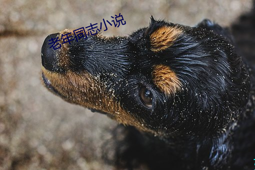 老年同志小说 （计穷势迫）