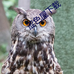 澀色屋下載