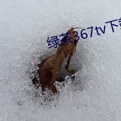 绿茶367tv下载地址 （漫天掩地）