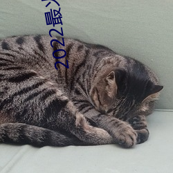 2022最火直播(播)间(間)