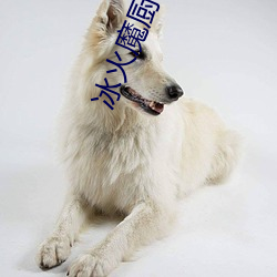 冰火魔厨txt