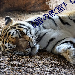 《暗の教室》樱花 （走南闯北）