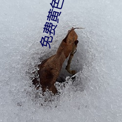 免费黄色(sè)软(ruǎn)件(jiàn)下载