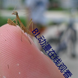 BL动漫在线观看