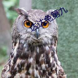 達達兔第九