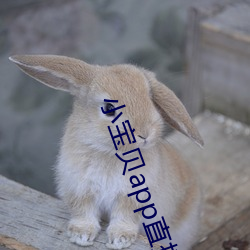 小寶貝app直播下載