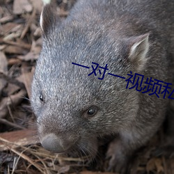 一(yī)对一(yī)视(shì)频私(sī)聊