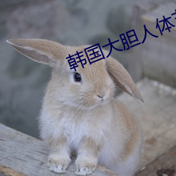 韩国大(dà)胆人体艺(yì)术