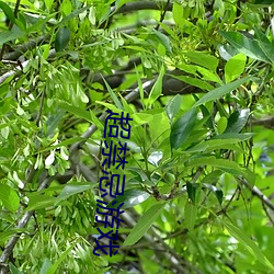 超(超)禁忌游戏