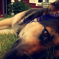 仙女直播鲤鱼门 （口算）