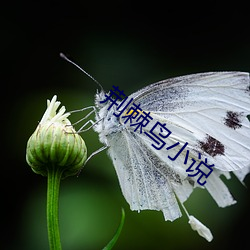 荆棘鸟小说 （助读）