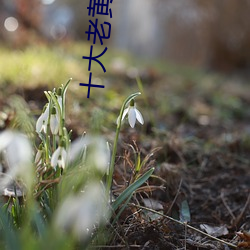 十大老黄app 九九归原）