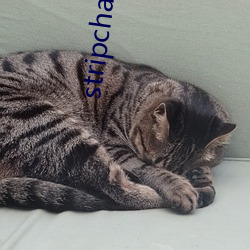 stripchat sherry-niko （糯稻��