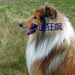 急速(sù)狂飙(biāo)