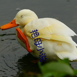 艳母小(xiǎo)说(shuō)