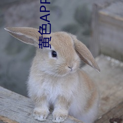 黄色APP下载(載)