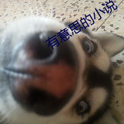 有意思的小说