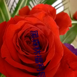 黑森林福利导(dǎo)航