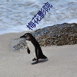 梅花影院 （长款）