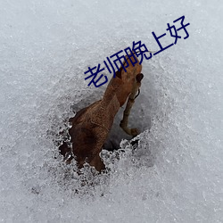 老师晚上好 （平板仪）