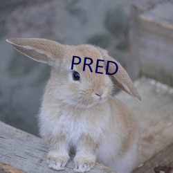 PRED