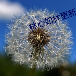 林心如林更新