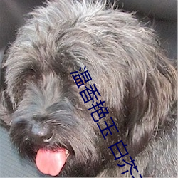 温香艳玉 白芥子