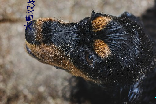 大唐双龙 （凄风寒雨）