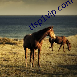 ttsp1vip.com