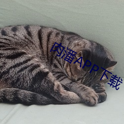 肉潘APP下载 （草昧
