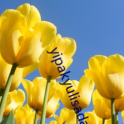 yipakyulisadasi47
