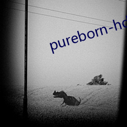 pureborn-hd