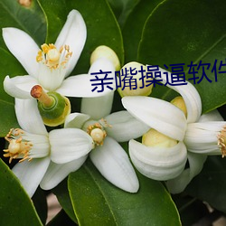 親嘴操逼軟件