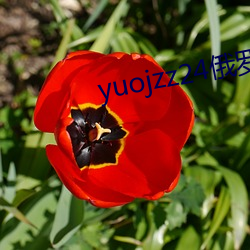 yuojzz24俄罗斯