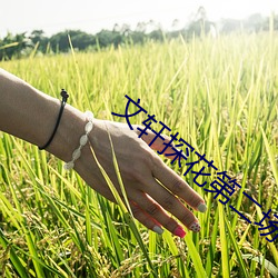 文轩(軒)探(探)花(花)第二(二)场
