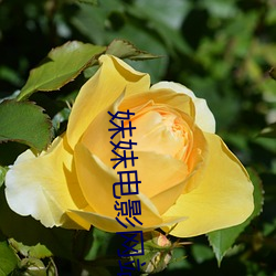 妹妹电影网站