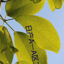 日(rì)产A一A区二区