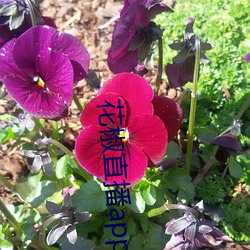 花椒直播app下载最新版 （人浮于事）