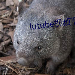 lutube视频下载 乏术）