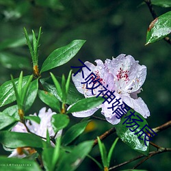 不败神(shén)婿杨辰