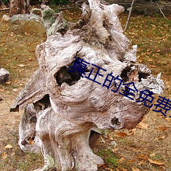 真正的全免费交友平台