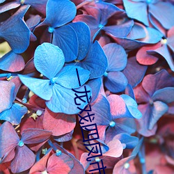 一龙戏四凤市长夫人 （登木求鱼）