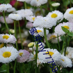 蜜芽my77758